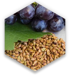 Grape Seed Extract