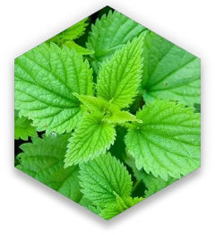 Nettle Extract